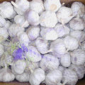 Nouvelle cueillette Fresh Chinese Normal White Garlic